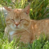 King of the jungle.