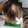 Wish I could get that mouse!