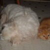 Puff & Simba
