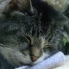 Raggs nice and warm in his bed.