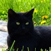 Shadow Resting