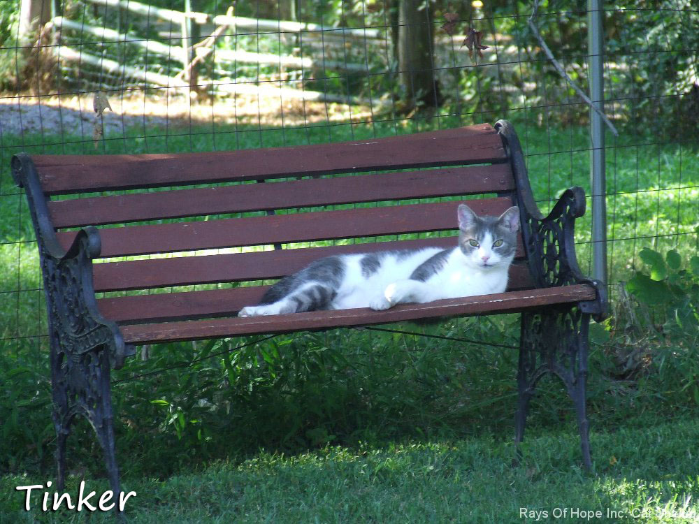 Tinker Relaxing