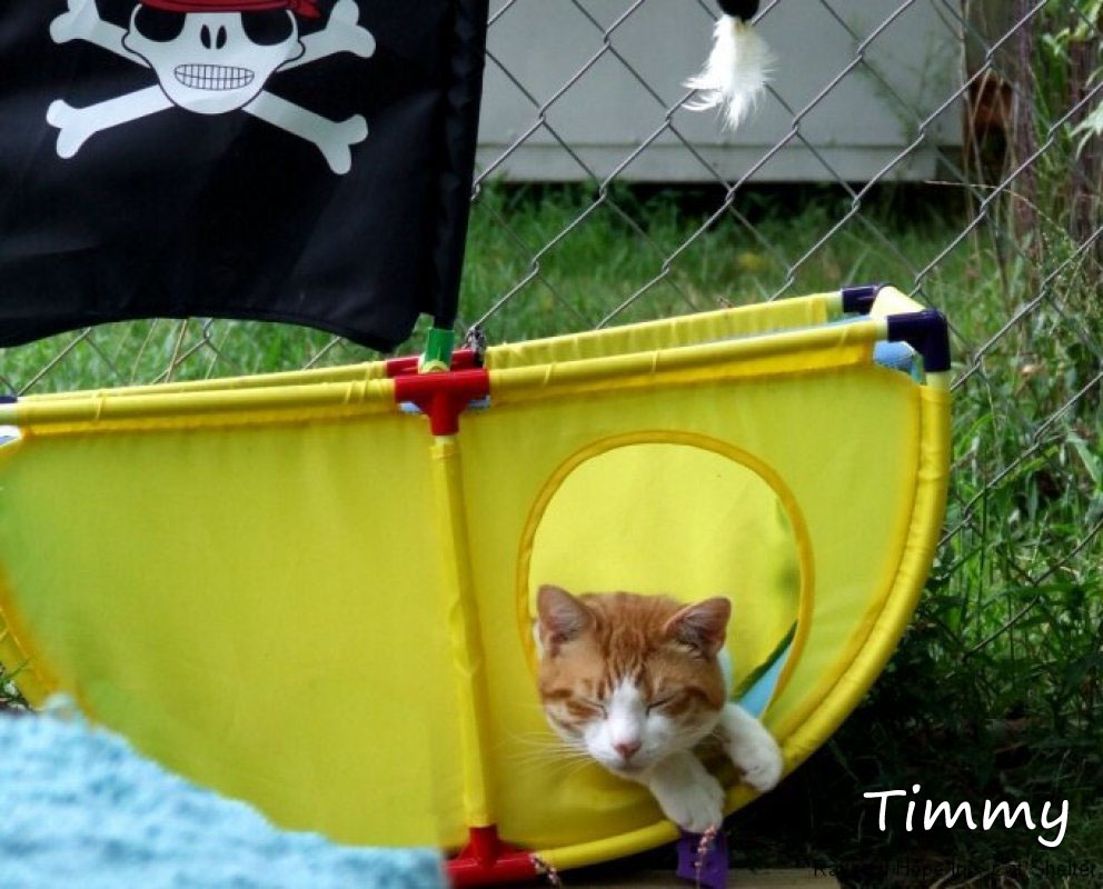 Timmy the Pirate